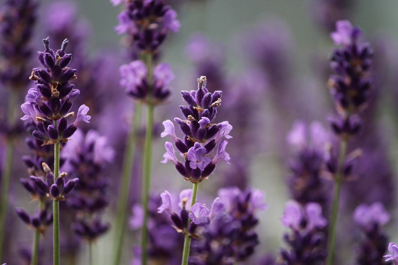 lavendeleis eismaschine