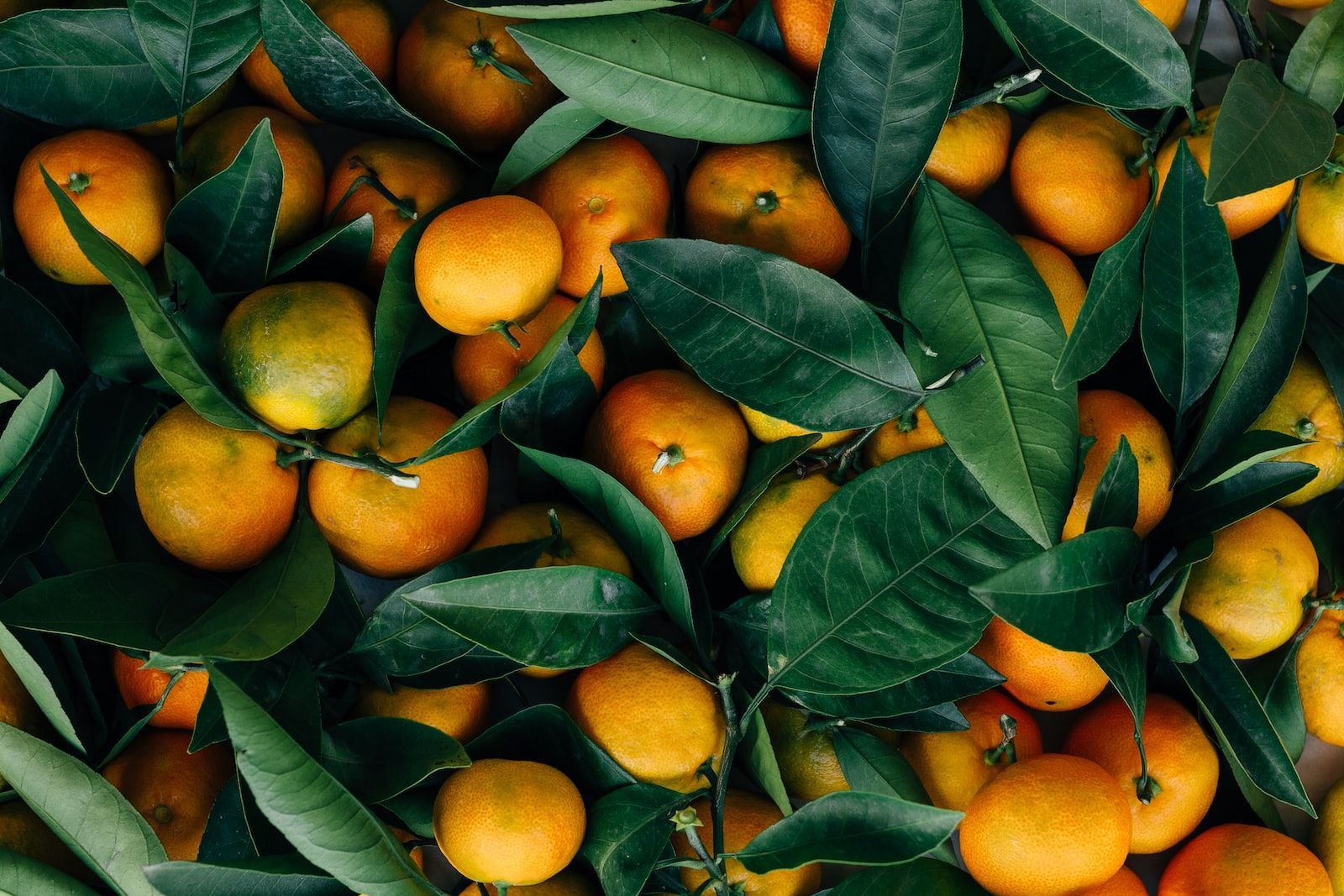 Veganes Orangeneis mit Eismaschine