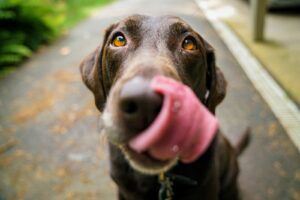 Leberwurst Eis für Hunde selber machen