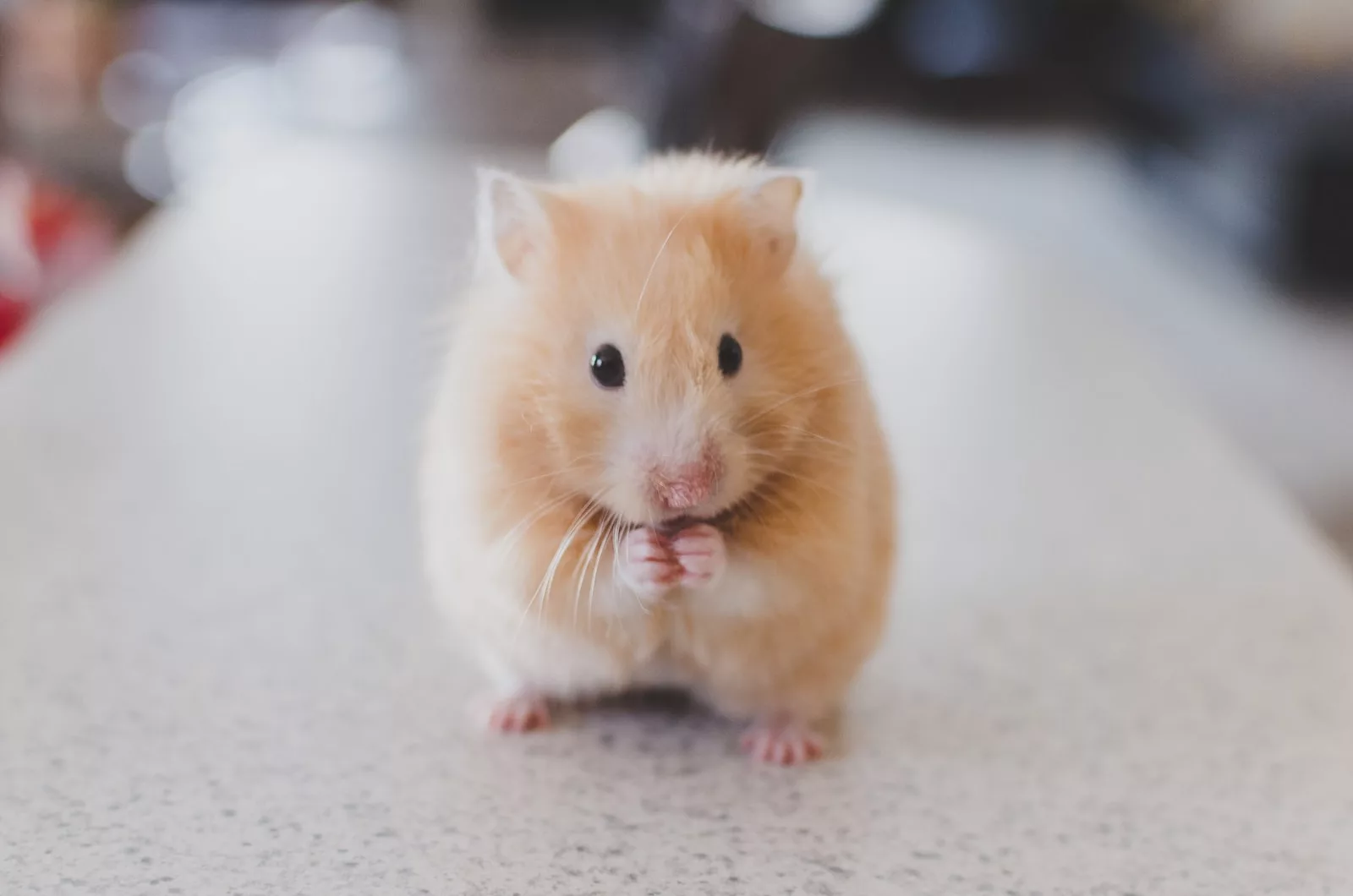 dürfen hamster eis essen